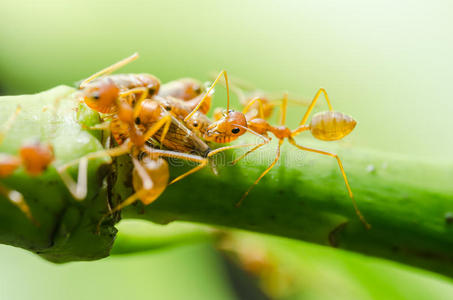 叶子上的红蚂蚁和蚜虫