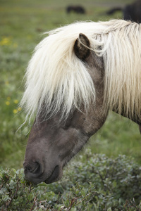 冰岛马在地上吃草。