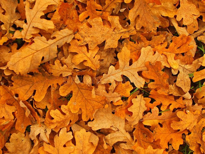 秋日公园小径，干橙橡树叶，五颜六色的叶子