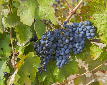 成熟的深蓝色葡萄串。