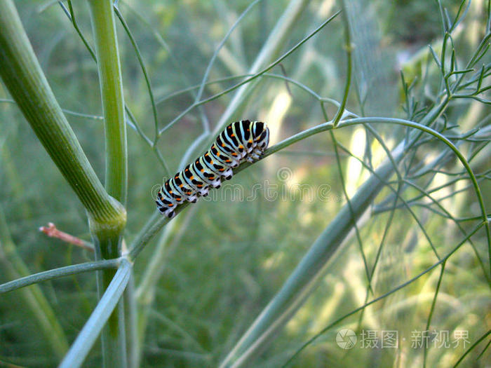 茴香枝上的麻黄毛虫