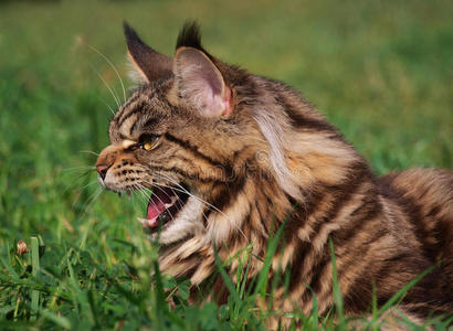 缅因州的浣熊猫。