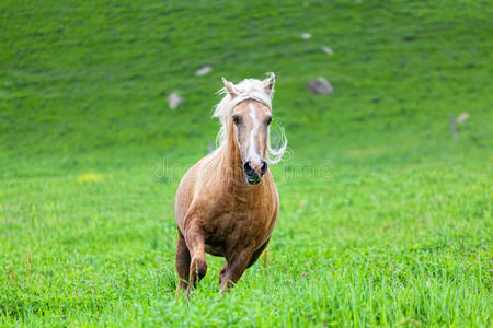 白鬃凯里马照片