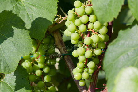 葡萄 葡萄酒 生长 葡萄园 浆果 食物 分支 自然 栽培