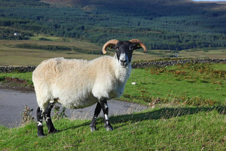 苏格兰黑脸羊的肖像，基兰，斯凯岛