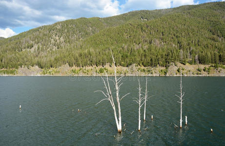 湖中的枯树