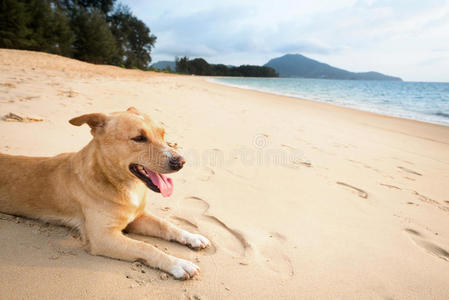 热带海滩上的放松狗