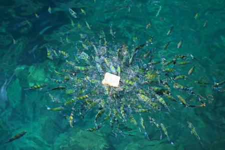海中的鱼菲菲岛