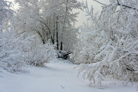 风景 季节 旅行 复制 情景 晶体 下雪 特写镜头 颜色