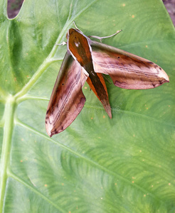 大美女亚洲尼泊尔蝴蝶图片