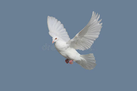 简笔画鸽子颜色图片