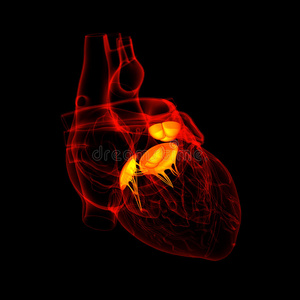 3d渲染心脏瓣膜