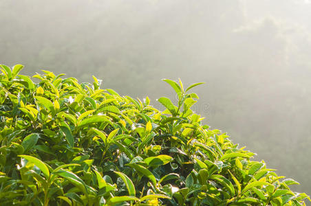 绿茶芽鲜叶图片