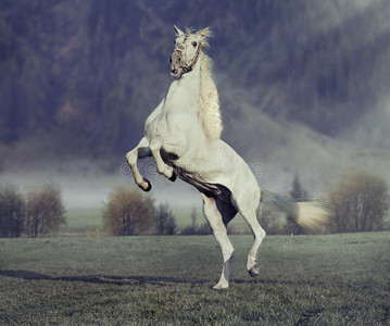 跃图片雄壮的手握着白色的电动剃须刀图片牛仔骑着雄壮的野马图片雄壮