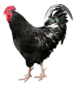孤立的唱歌公鸡黑色公鸡孤立在白色背景上照片