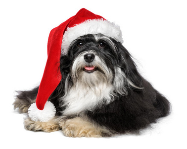 漂亮的圣诞哈瓦那狗，戴着圣诞帽，留着白胡子