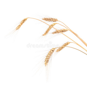 小麦穗的特写。