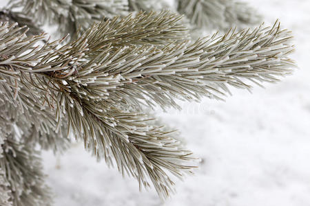 雪松枝图片-雪松枝素材-雪松枝插画-摄图新视界