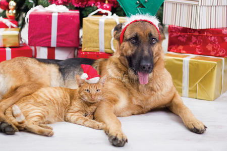 圣诞夜最好的两个朋友狗和猫
