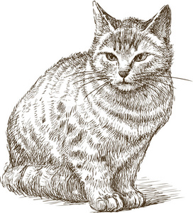 素描小猫教程图片
