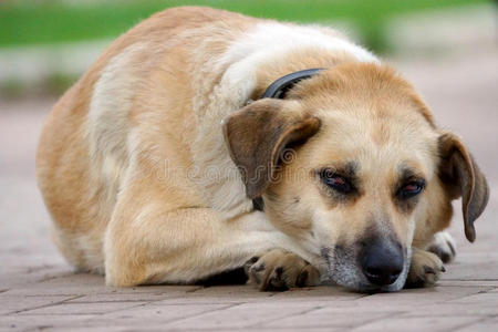 疲倦的狗在人行道上休息