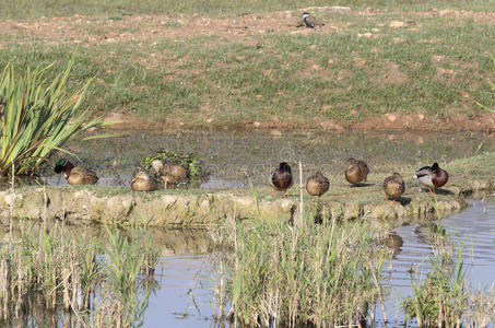 呼啦湖自然保护区的鸟类