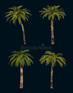 四棵棕榈树3d cg