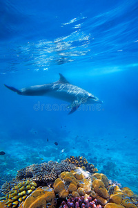 海豚和珊瑚