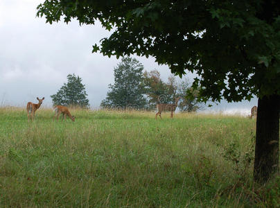 警惕在田野或草地上放牧的鹿图片