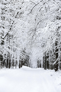 雪地小径