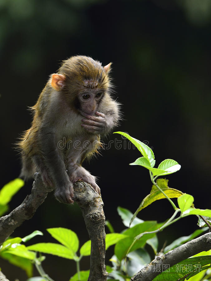 一只可爱的小猴子坐在树枝上