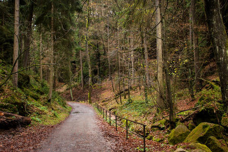 瑞士萨克森森林路图片