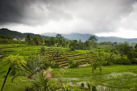 领域 土地 生长 亚洲 作物 巴厘岛 梯田 稻谷 自然 风景