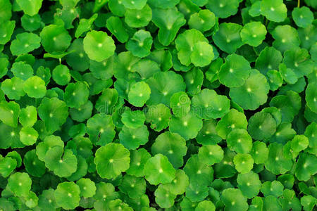 伞形天胡荽照片