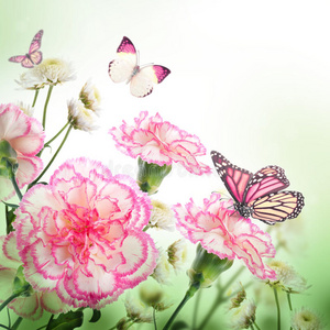 玫瑰蝴蝶花照片