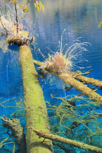 倒影水自然树木植被湿地河岸池塘天空沼泽植物湖泊草地家庭河流水道资源