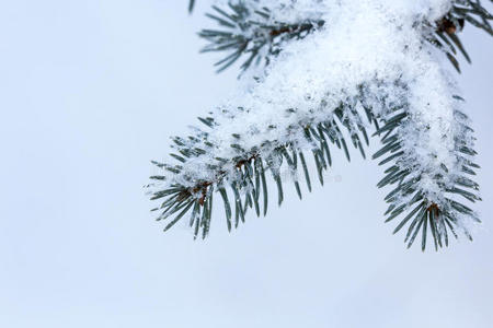 雪松