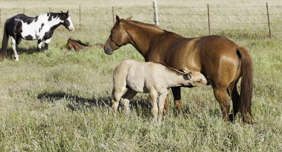 母马和小马驹一起在田野里