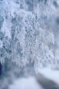 在雪中的树分支