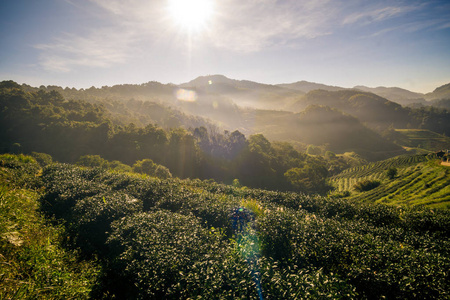 茶台山坡山上茶园景观排