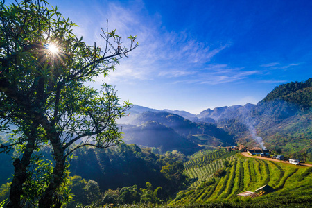 景观的茶园山在山上行