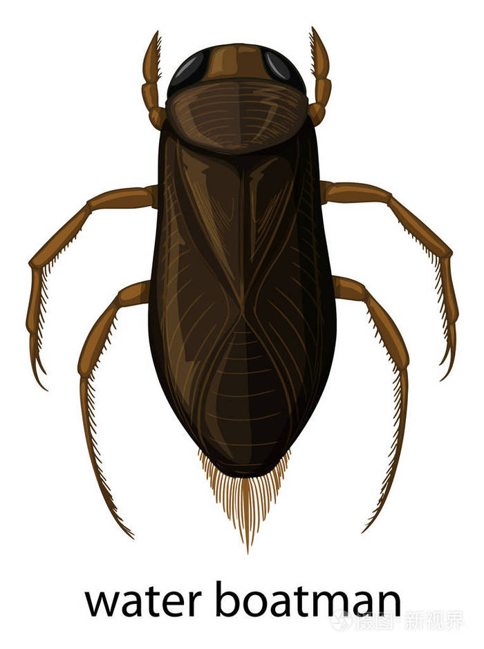 水在白色背景上的船夫