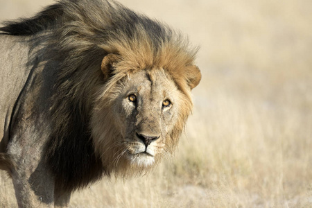 成年狮子野生成年狮子照片