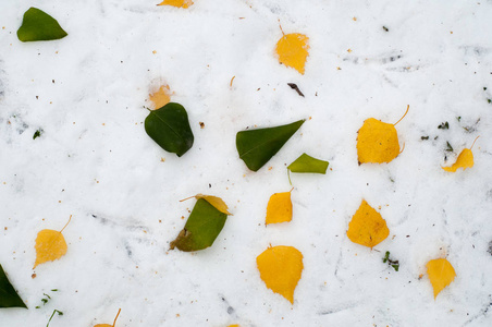 叶秋雪的质地。 在街上拍照