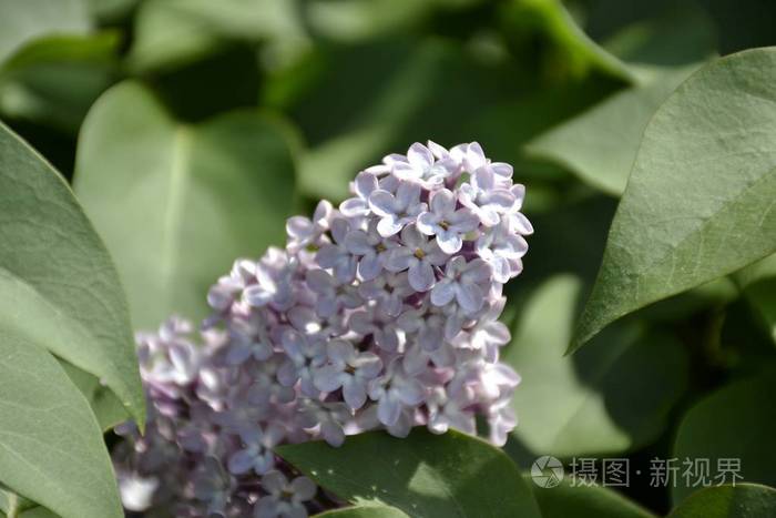 从丁香花的细节