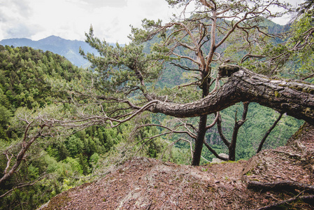 岩石在一个下雨天阿尔卑斯山意大利森林变成