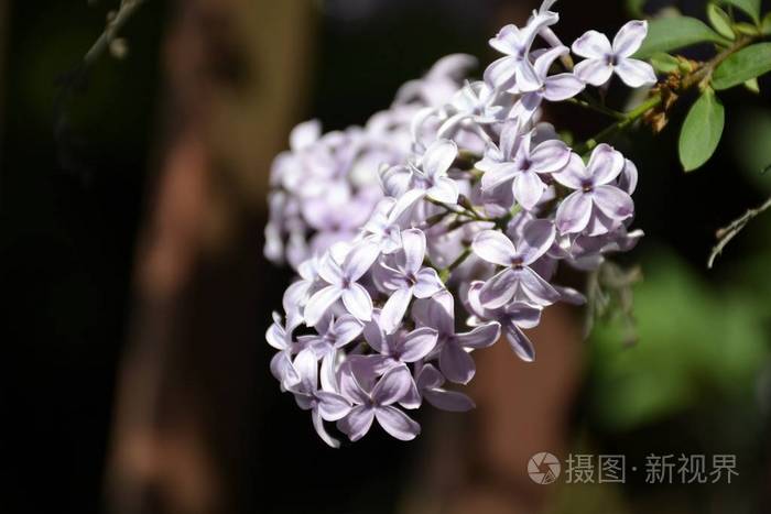 从丁香花的细节