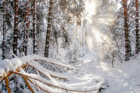 冬季明亮的太阳光线在空气白冻的松树森林在雪中的针叶林