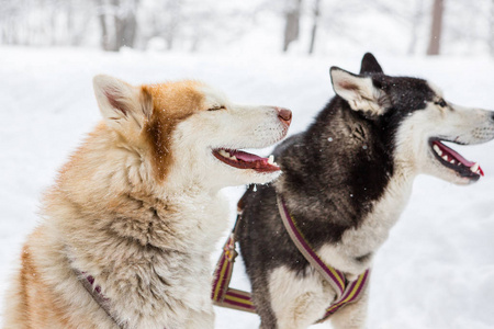 几个雪橇犬西伯利亚莱卡品种