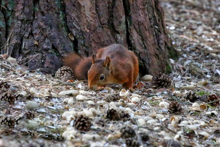 ctaferox)在森林中的一棵树上,是马达加斯加特有的猫状食肉哺乳动物